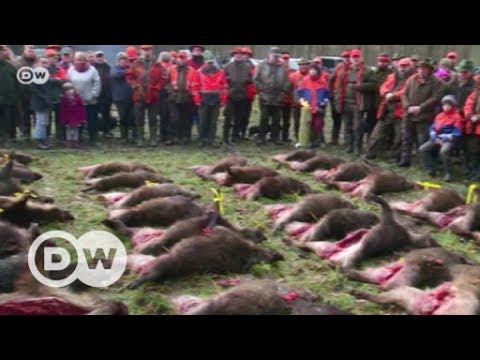 Schweinepest: Alarm bei deutschen Schweinezüchtern | DW ...