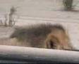 Chobe National Park Wildlife in Chobe with Botswana Odyssey