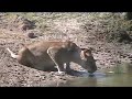 Masai Mara Montage: Day Two Morning Game Drive