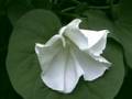 Moonflower Time Lapse