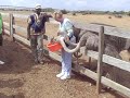 I like ostrichs. I like ostrichs.
