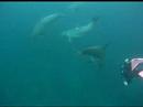 Dolphins in Mikura-Is.