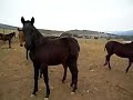 yeguada garrido alarcon  potros y potras 