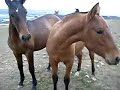 yeguada garrido alarcon  potros y potras 
