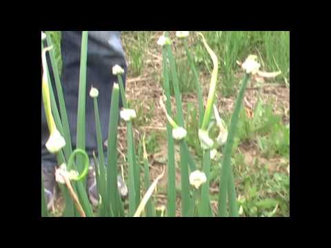 how to harvest egyptian walking onions