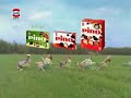 Pino CM - Kaela