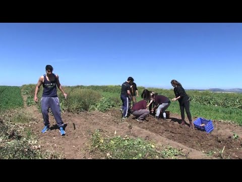 Selbstversorgung statt Almosen - Syrische Flüchtlinge ...