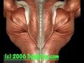 Skinless Muscle Man