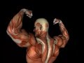 Skinless Muscle Man