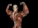 Skinless Muscle Man