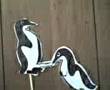Porno Penguins