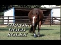 Zippos Gold Rolex 2008