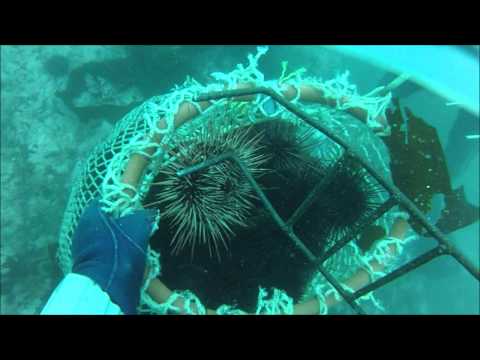 how to harvest sea urchin