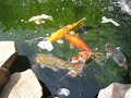 My Koi 8/10/08