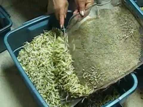 how to grow mung beans