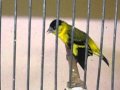 Video ansehen