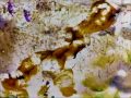 Stan Brakhage -  The Dante Quartet!!!