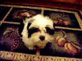 The Puppy