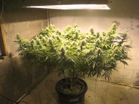 how to grow ghost train haze