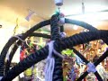 Indigo The Hyacinth Macaw