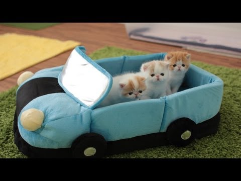 how to care for a 4 week old kitten