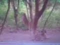 Video0016.3gp