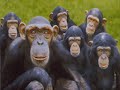 monkeys - queso