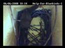 House Wren building nest 06-06-2008