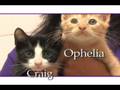 videos de Cattery Commercial #1