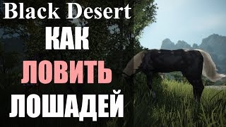 Как поймать лошадь в Black Desert (ГАЙД) Как поймать лошадь в Black Desert (ГАЙД)