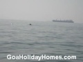Dolphin trip in Goa -- GoaHolidayHomes.Com