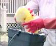 videos de Playtex