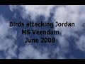 Birds Attacking Jordan ms Veendam