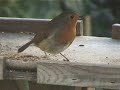 Robin