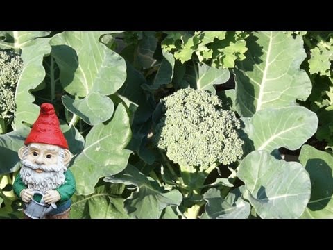 how to harvest broccoli