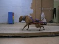 Blaze pitbull weightpull