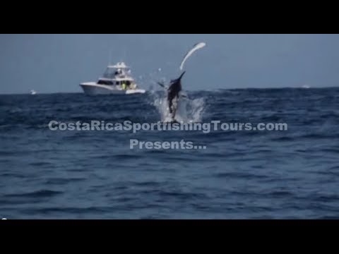 Costa Rica Sport fishing Marlin chasing a Dorado
