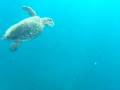 videos de Turtle