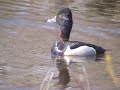 Ring-necked Duck, Hooded Merganser, Double-crested Cormorant Ring-necked Duck, Hooded Merganser, Double-crested Cormorant