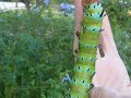 Hickory Horned Devil Caterpillar (part 1)