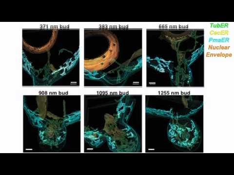 how to isolate endoplasmic reticulum