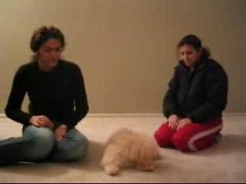 pekinese
