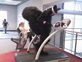 Frank Squirrel on a Treadmill Frank Squirrel on a Treadmill