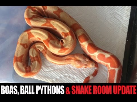 YouTube reptile video