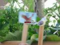 f�bulas-jess,ari,alam-1� B