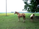 Paint horses playing