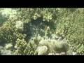 videos de Nemo in Lusong