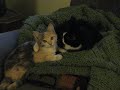 Chloe and Jadzia