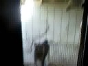 perro loko acelerado