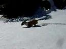 Bull Terrier Miniatura video
